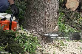 El Valle De Arroyo Seco, NM Tree Services Company