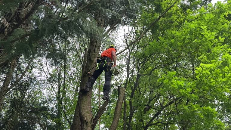 How Our Tree Care Process Works  in  El Valle De Arroyo Seco, NM